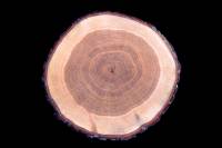 Chêne (Quercus pedunculata) - Tronc en CT montrant les cernes de croissance